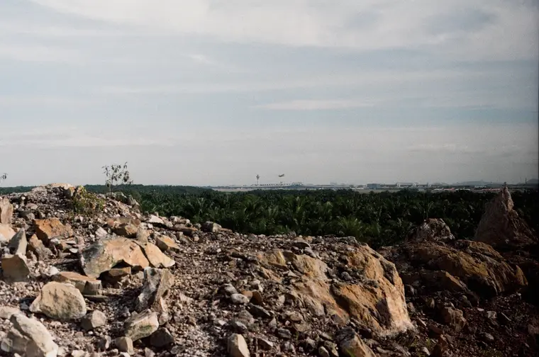Rubble and oil palm under a flat grey sky