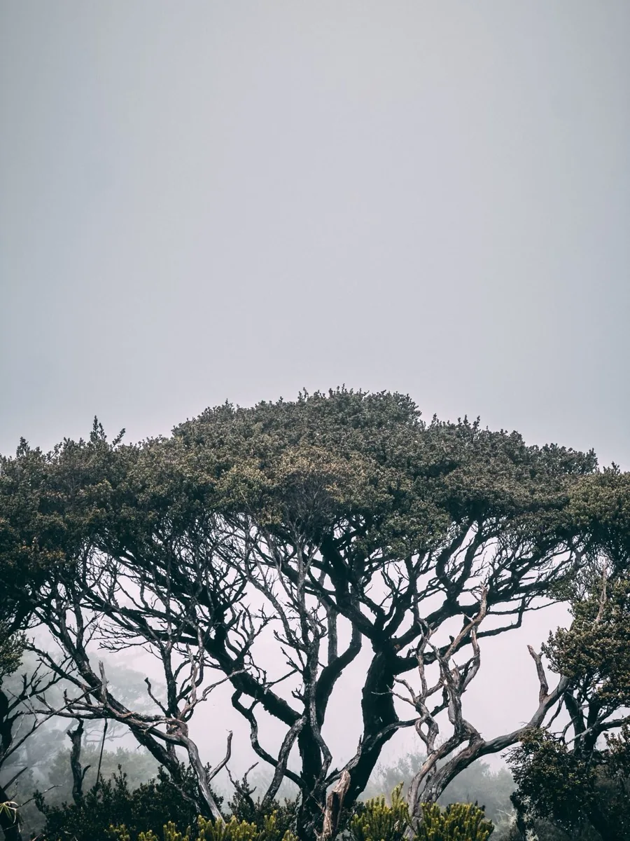 Mount Kinabalu photo by Kay Du