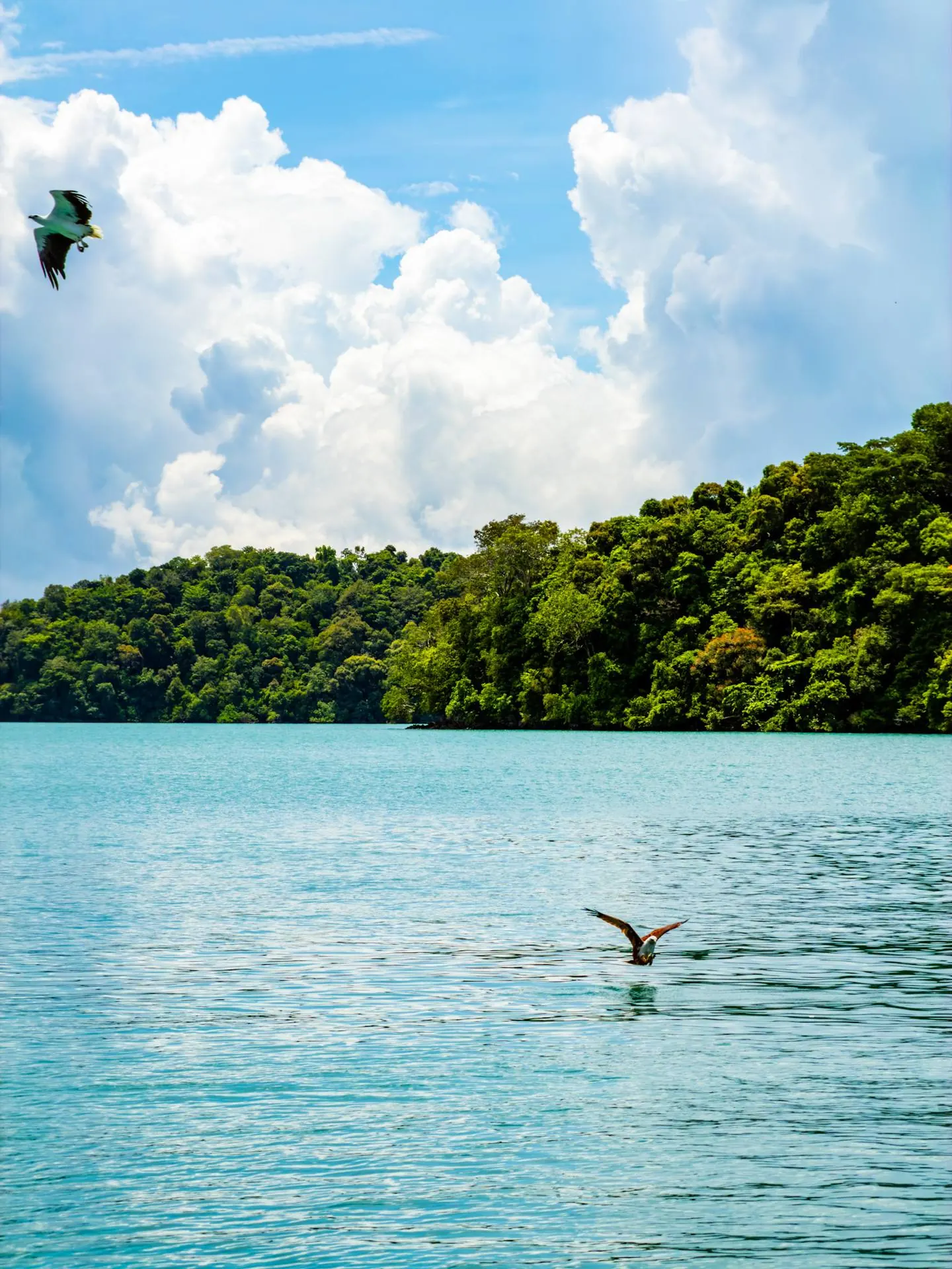A Brahminy kite eagle swooping to the water during Langkawi island hopping