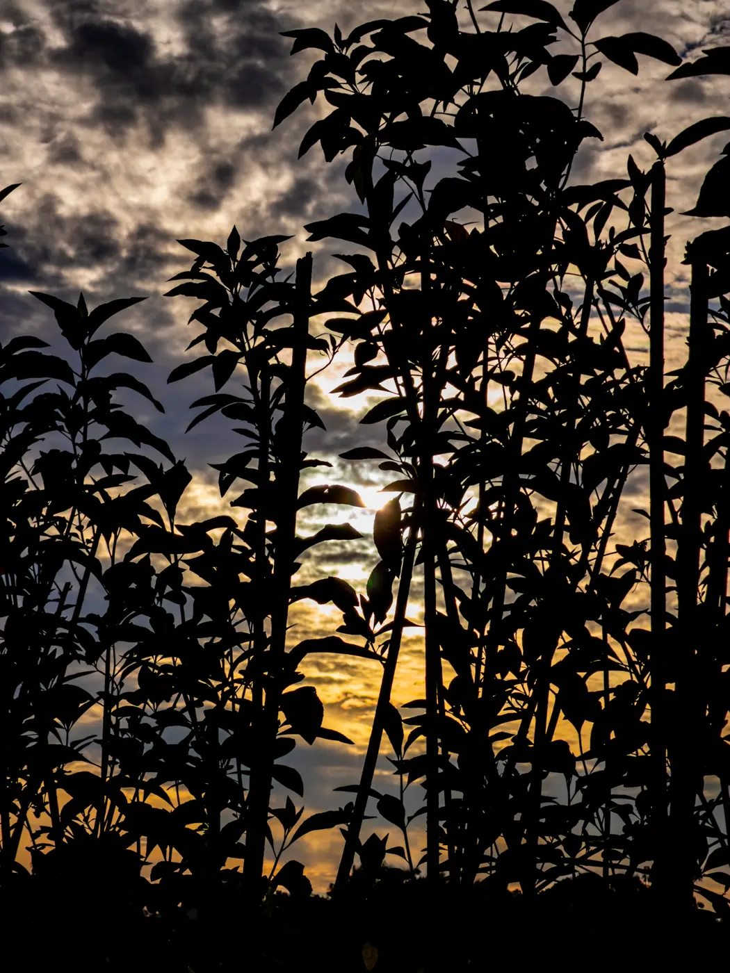 Sunset silhouette of trees in Langkawi