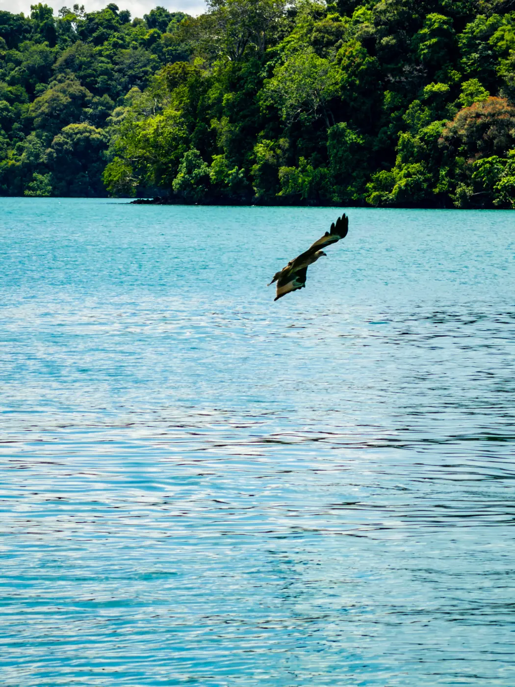 Eagle flying over the sea during Langkawi island hopping