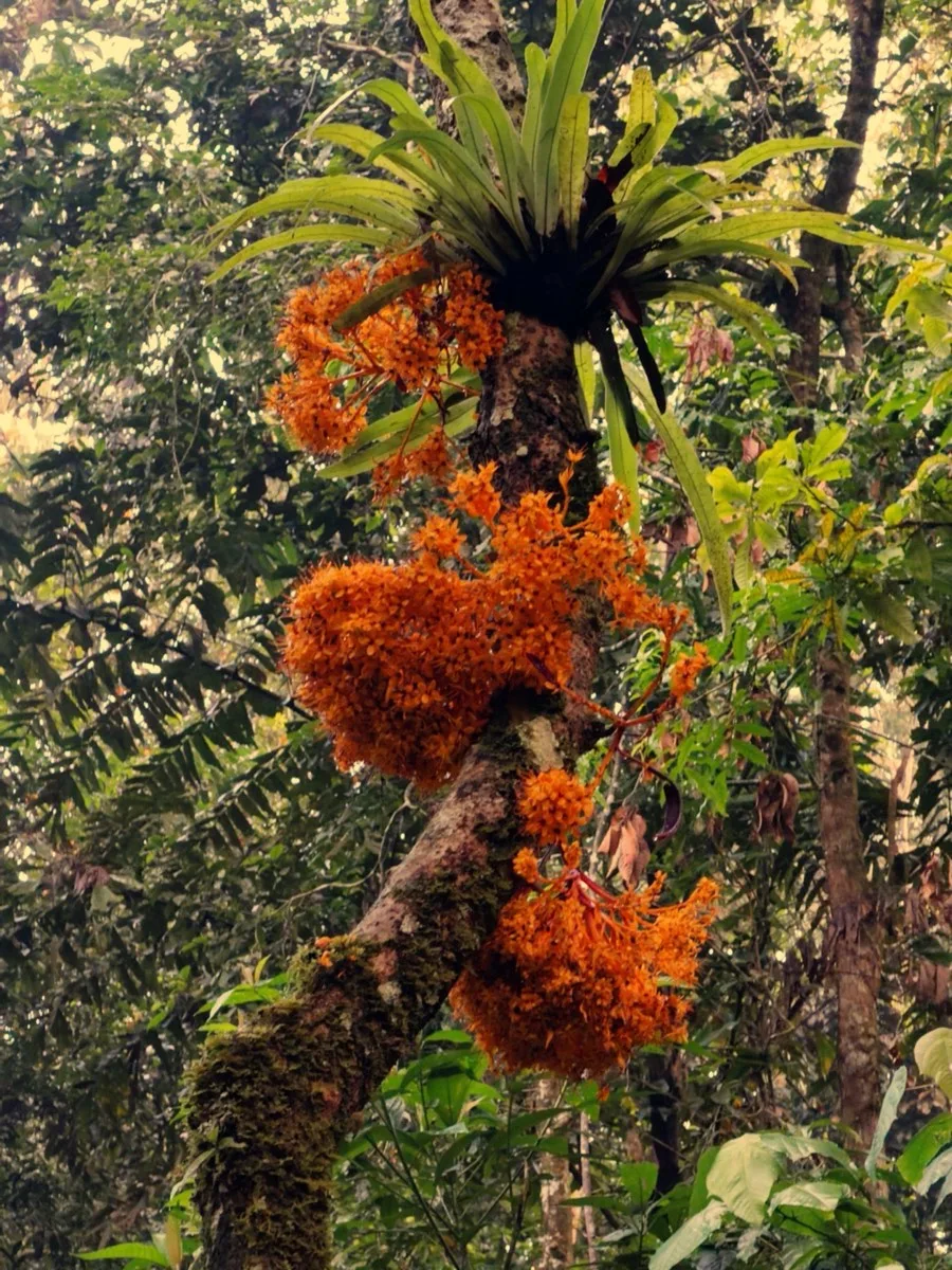 Saraca thaipingensis — Pokok Gapis flowers along Gunung Nuang trail