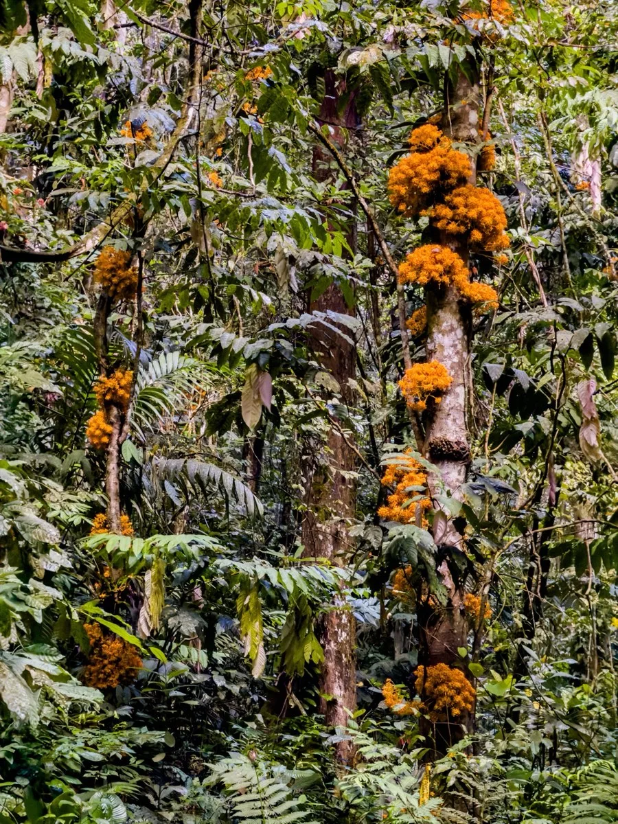 Saraca thaipingensis — Pokok Gapis blooming in Gunung Nuang jungle