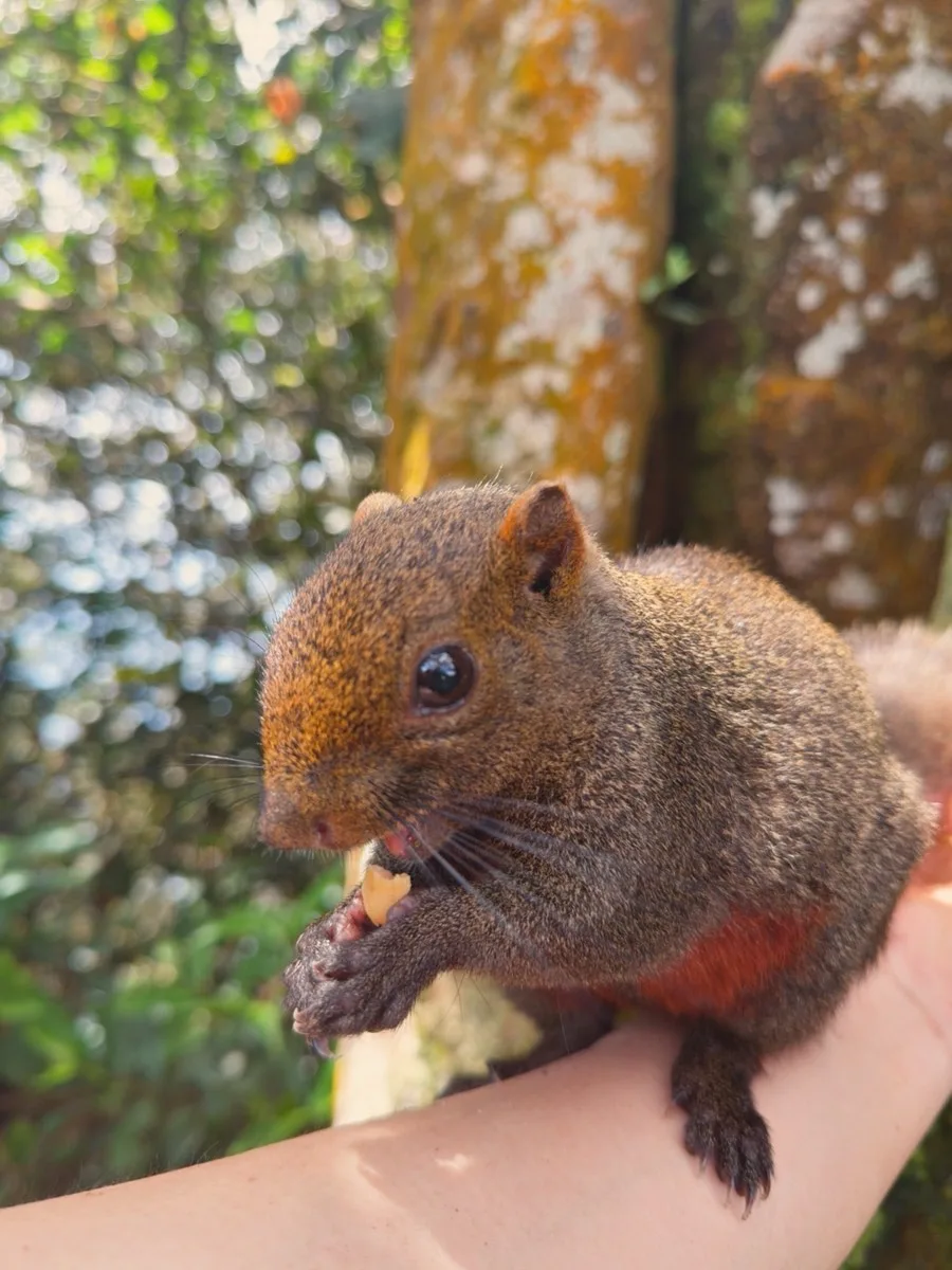 Squirrel at Gunung Nuang summit