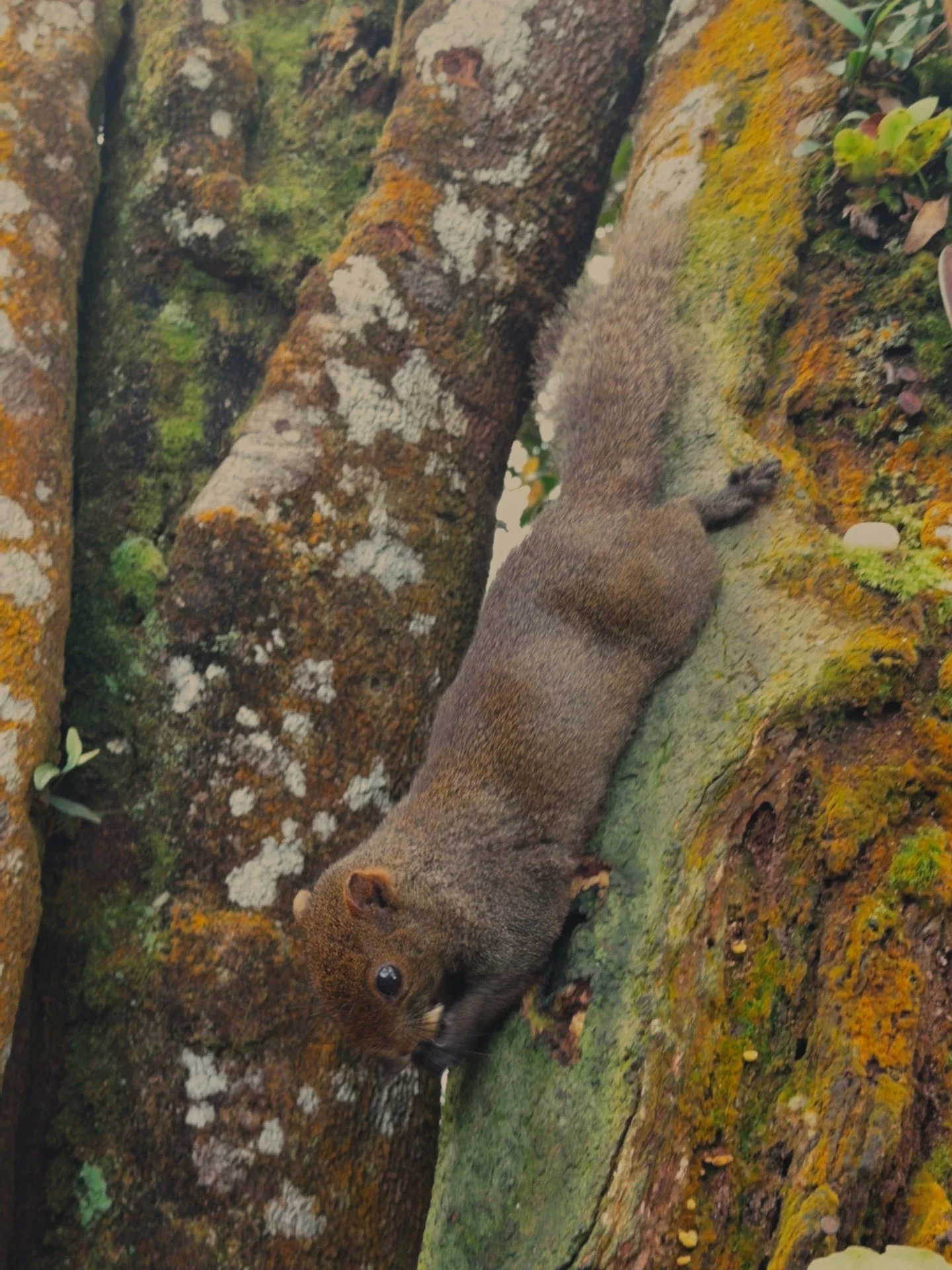 Friendly squirrel at Gunung Nuang peak