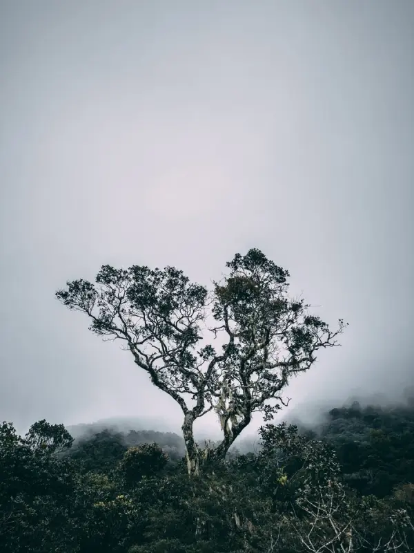 Mount Kinabalu photo by Kay Du